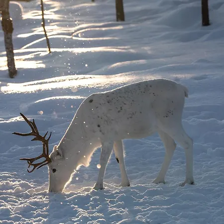Muotkan Ruoktu Tunturikyla