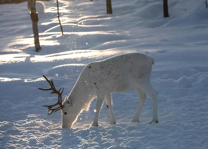 Muotkan Ruoktu Tunturikyla